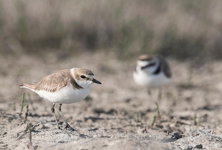 WAH030374.jpg - Hvidbrystet præstekrave (Kentish Plover)