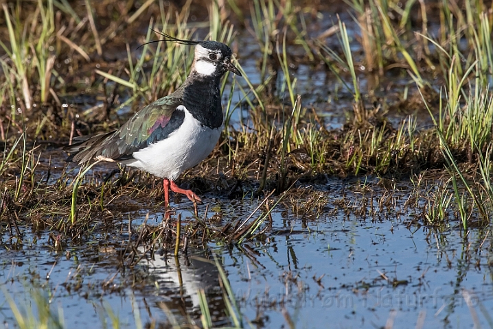 WAH031956_filtered.jpg - Vibe (Lapwing)