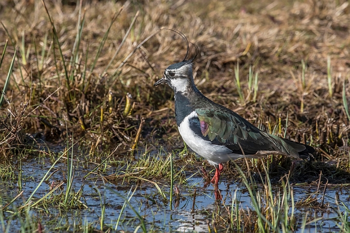 WAH031961_filtered.jpg - Vibe (Lapwing)