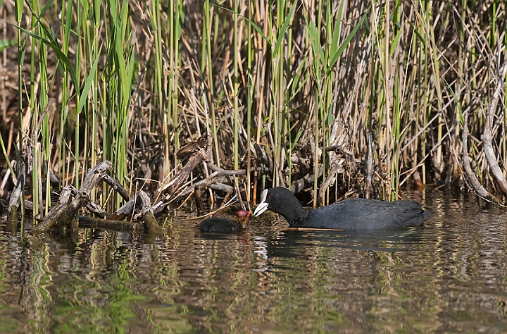 WAH010527.jpg - Blishøne (Coot)