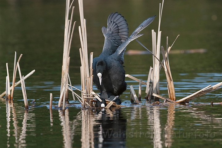 WAH010656.jpg - Blishøns (Coots)