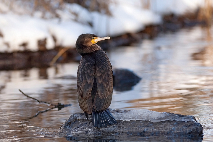 WAH011846.jpg - Skarv (Cormorant)