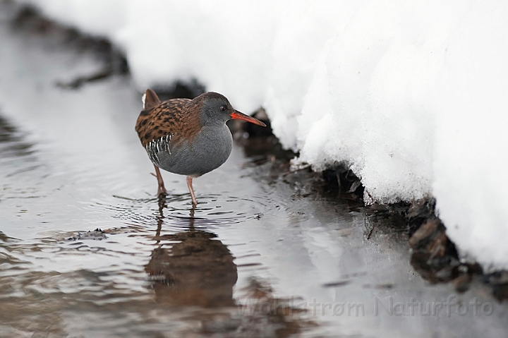 WAH011860.jpg - Vandrikse (Water Rail)