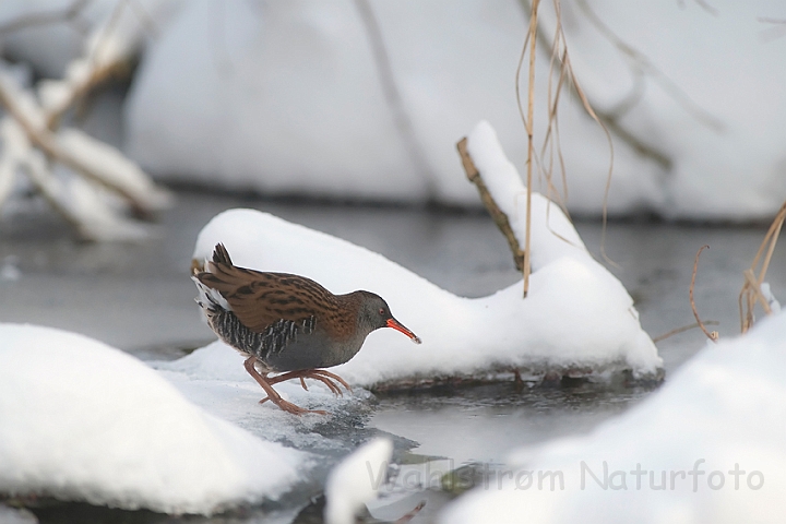 WAH011906.jpg - Vandrikse (Water Rail)