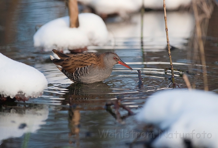 WAH011916.jpg - Vandrikse (Water Rail)