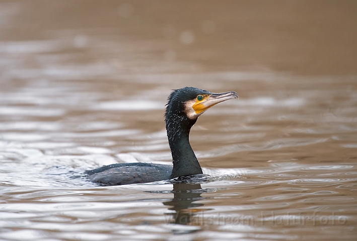 WAH011922.jpg - Skarv (Cormorant)