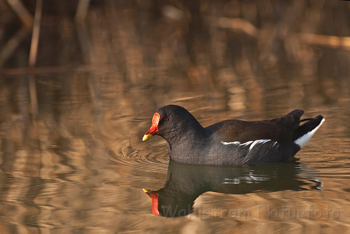 WAH012364.jpg - Grønbenet rørhøne (Moorhen)