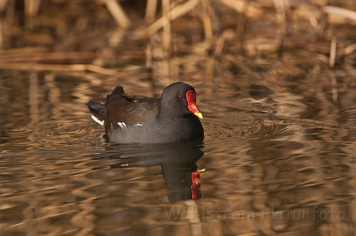 WAH012367.jpg - Grønbenet rørhøne (Moorhen)