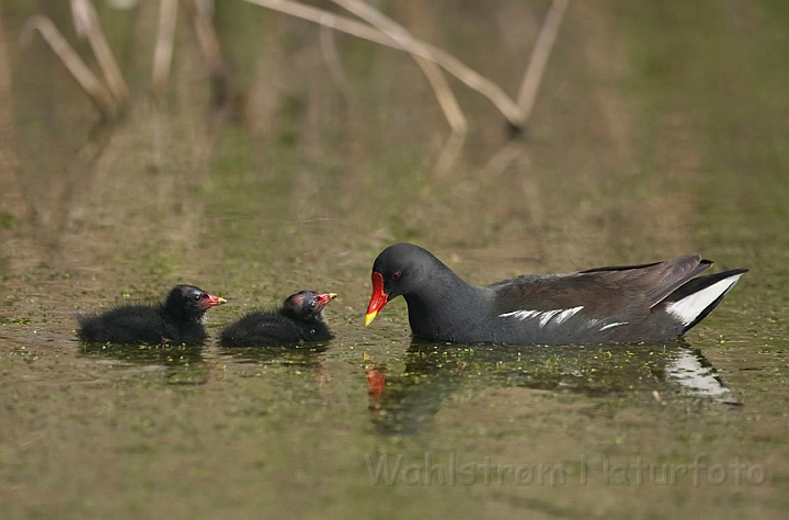 WAH013562.jpg - Grønbenet rørhøne (Moorhen)