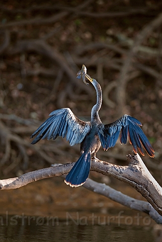 WAH019799.jpg - Slangehalsfugl (Anhinga)