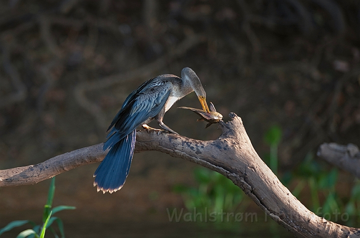 WAH019800.jpg - Slangehalsfugl (Anhinga)