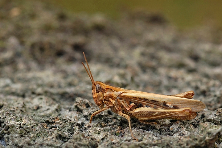 WAH004180.jpg - Alm. markgræshoppe (Field Grasshopper)