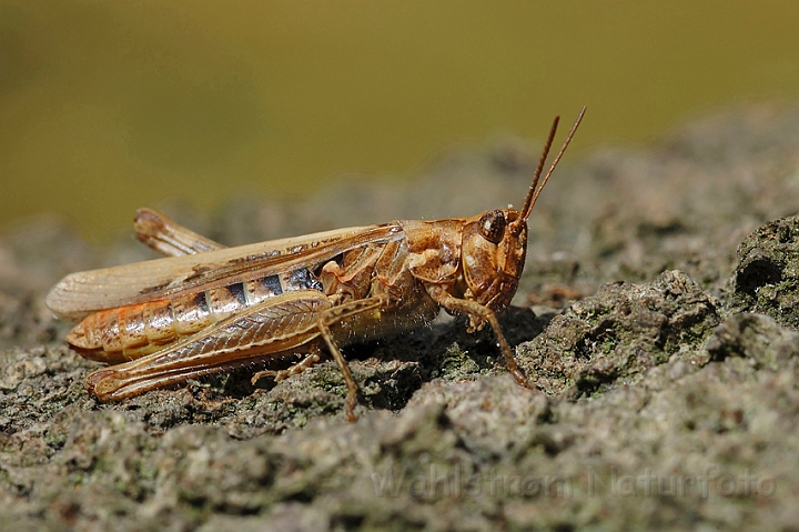 WAH004183.jpg - Alm. markgræshoppe (Field Grasshopper)