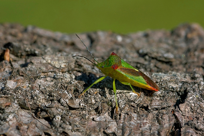 WAH004190.jpg - Stor løvtæge (Hawthorn Shield Bug)                           