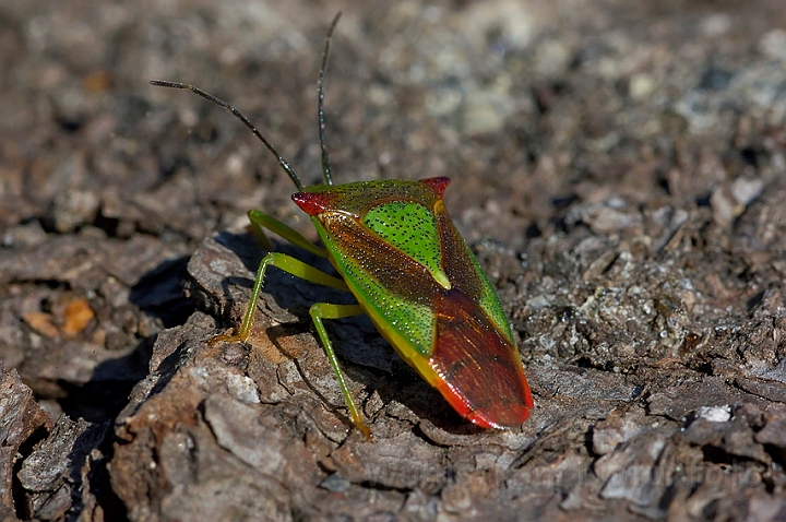 WAH004192.jpg - Stor løvtæge (Hawthorn Shield Bug)   