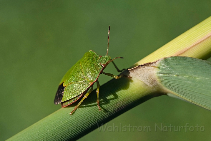 WAH010921.jpg - Grøn bredtæge (Green Shieldbug)