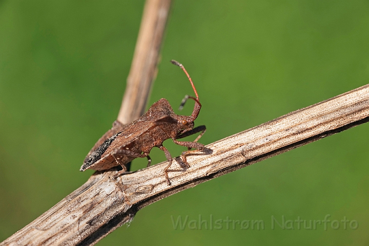 WAH010924.jpg - Skræppetæge (Mesocerus marginatus)