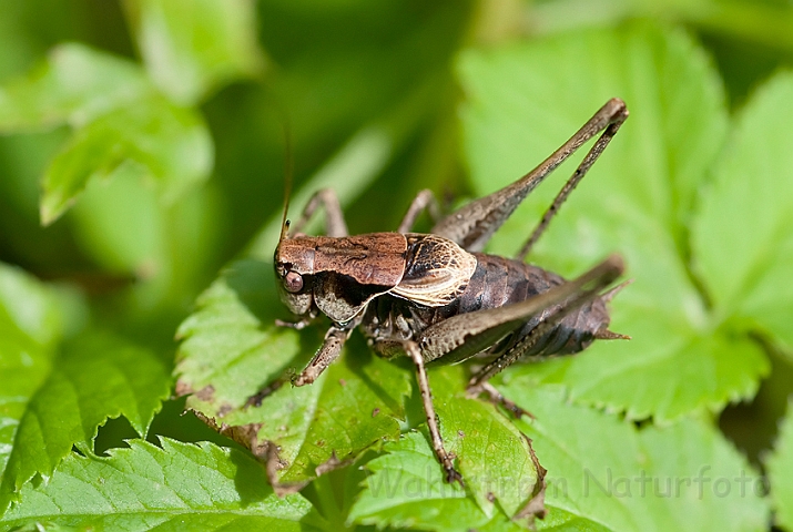 WAH019287.jpg - Buskgræshoppe (Dark Bush-cricket)