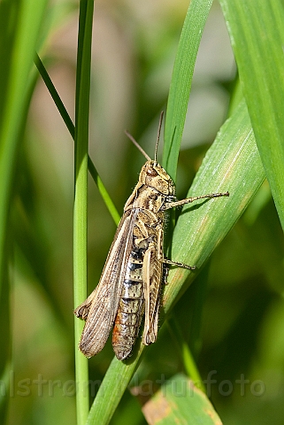 WAH019292.jpg - Almindelig markgræshoppe (Common Field Grasshopper)