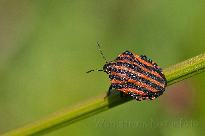 WAH023633.jpg - Stribetæge (Striped Shield Bug)