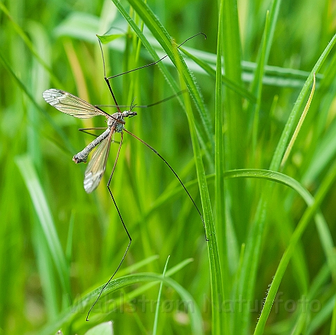 WAH026345.jpg - Almindeligt stankelben (Common Crane Fly)