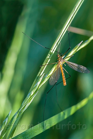 WAH026799.jpg - Stankelben (Crane Fly)