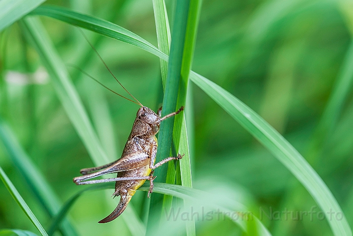 WAH026874.jpg - Buskgræshoppe (Dark Bush Cricket)