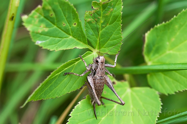 WAH026878.jpg - Buskgræshoppe (Dark Bush Cricket)