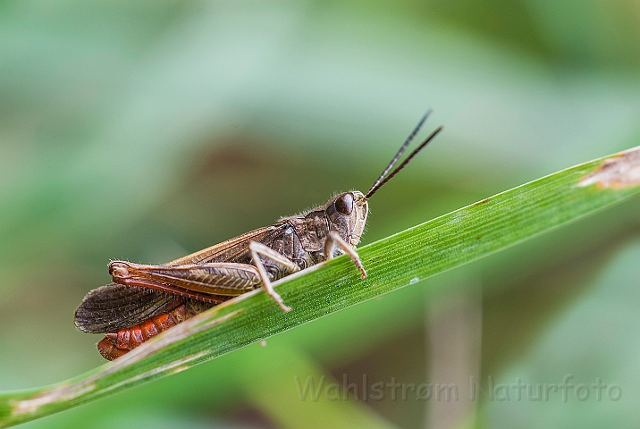 WAH026987.jpg - Almindelig Markgræshoppe (Common Field Grasshopper)