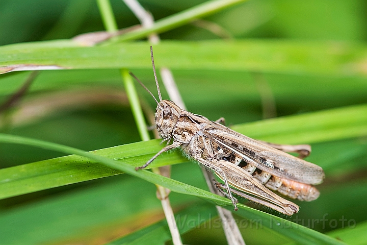 WAH026989.jpg - Almindelig Markgræshoppe (Common Field Grasshopper)