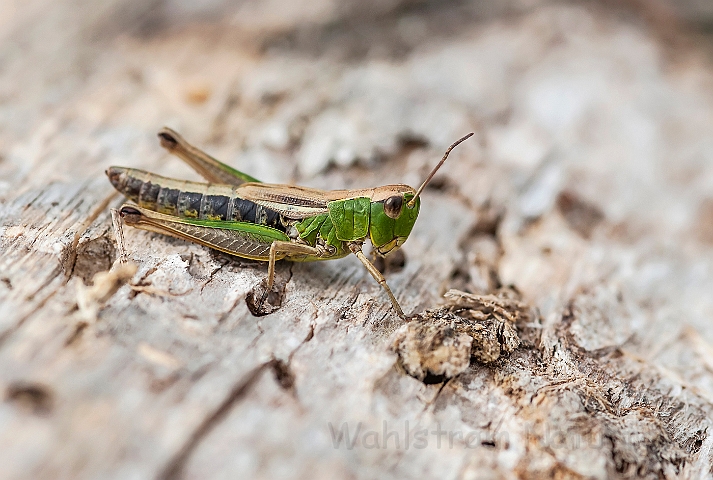 WAH027152.jpg - Enggræshoppe (Meadow Grasshopper)