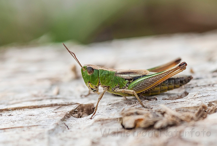 WAH027153.jpg - Enggræshoppe (Meadow Grasshopper)