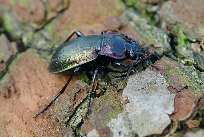 WAH002367.jpg - Kratløber (Carabus nemoralis)