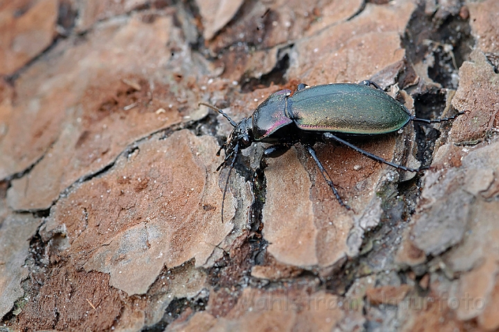 WAH002416.jpg - Kratløber (Carabus nemoralis)