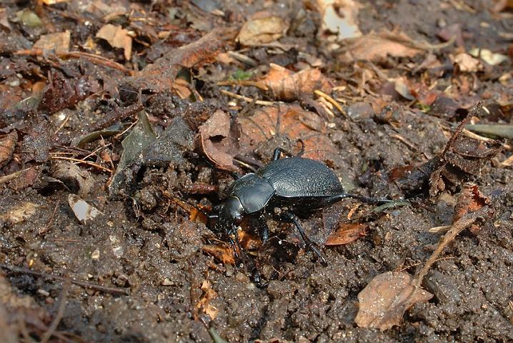 WAH004073.jpg - Læderløber (Carabus coriaceus)