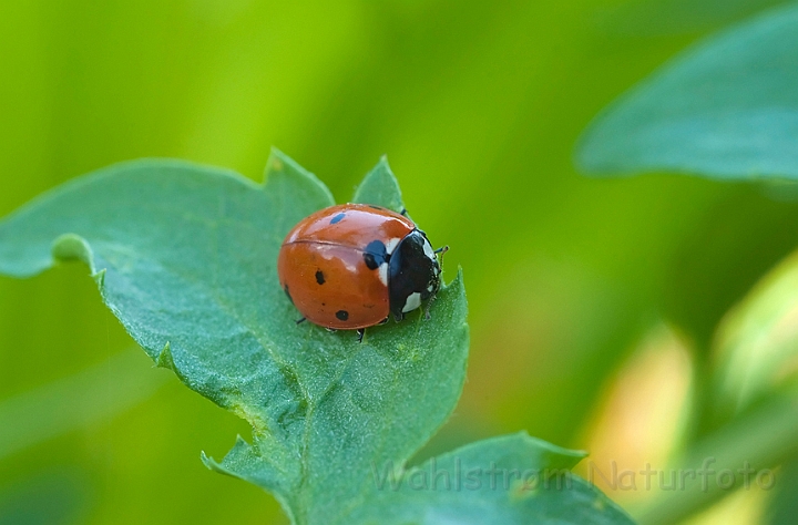 WAH010858.jpg - Syvplettet mariehøne (Seven-spot Ladybird)