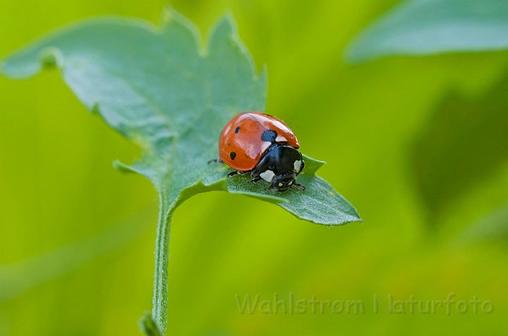 WAH010859.jpg - Syvplettet mariehøne (Seven-spot Ladybird)