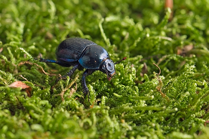 WAH010861.jpg - Skovskarnbasse (Dor Beetle)