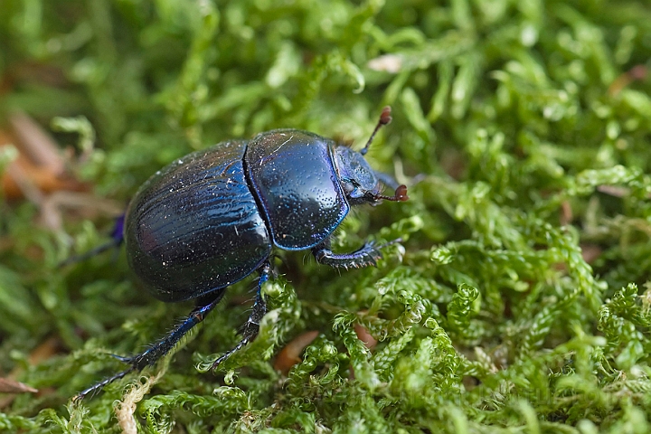 WAH010864.jpg - Skovskarnbasse (Dor Beetle)