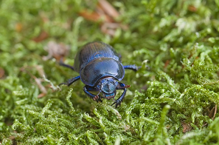 WAH010867.jpg - Skovskarnbasse (Dor Beetle)