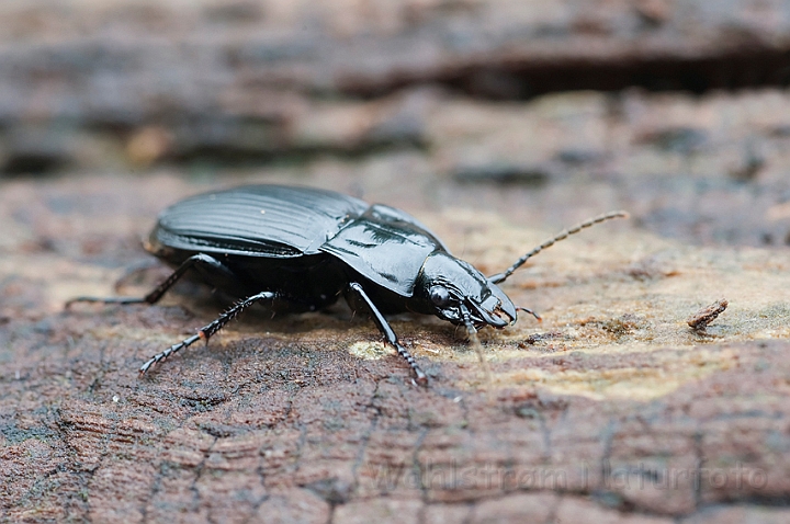 WAH010980.jpg - Bred muldløber (Black Gound Beetle)