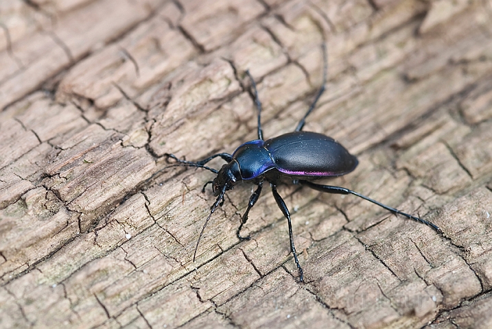 WAH013735.jpg - Violetrandet løber (Violet Ground Bettle)