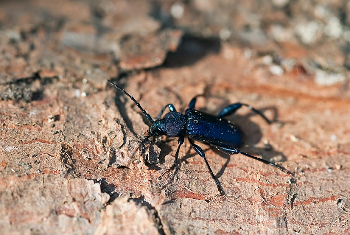 WAH014289.jpg - Violbuk (Violet Tanbark Beetle)