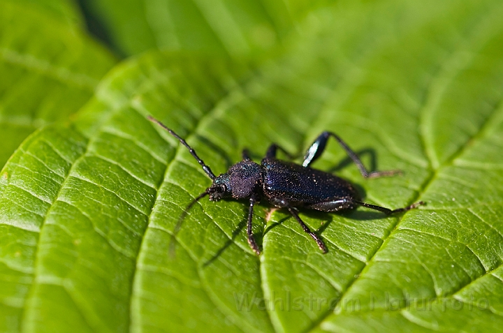 WAH014295.jpg - Violbuk (Violet Tanbark Beetle)