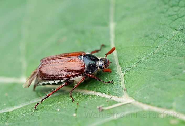 WAH014298.jpg - Almindelig oldenborre (Common Cockchafer)