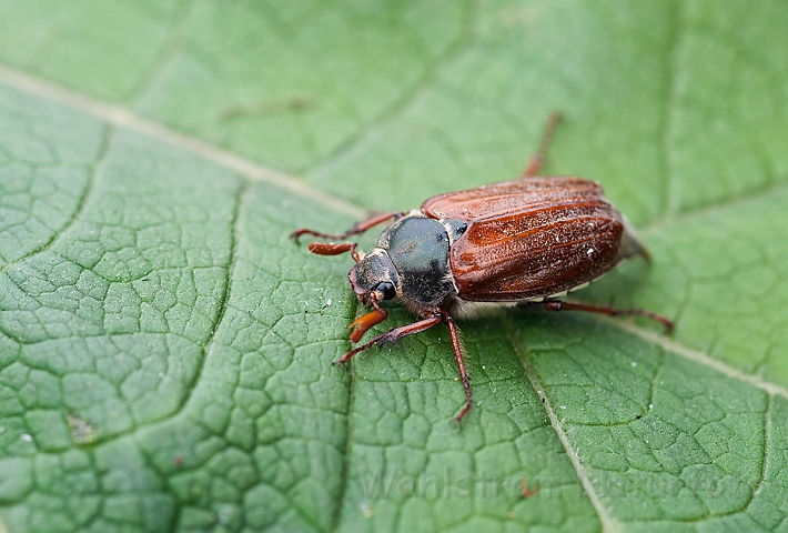 WAH014302.jpg - Almindelig oldenborre (Common Cockchafer)