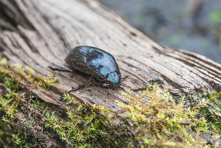 WAH024591.jpg - Vandkær (Hydrophilus aterrimus )