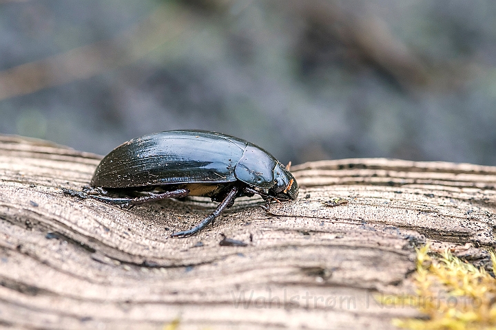 WAH024606.jpg - Vandkær (Hydrophilus aterrimus)