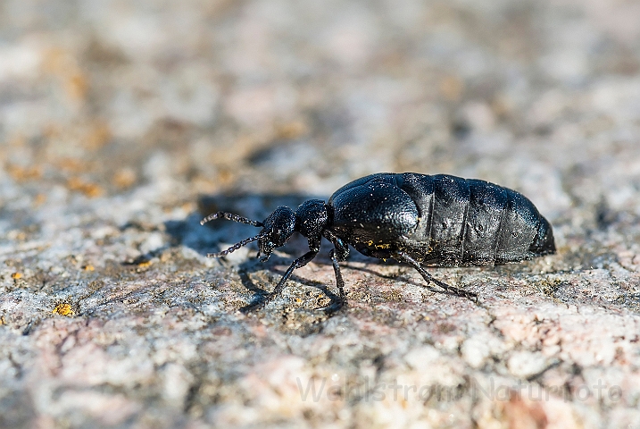 WAH026332.jpg - Blå oliebille (Violet Oil Beetle)