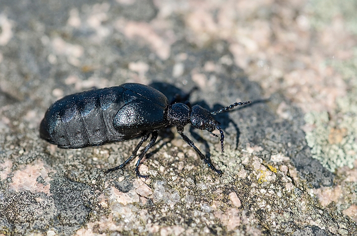 WAH026335.jpg - Blå oliebille (Violet Oil Beetle)